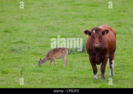 Damhirsch (Dama Dama, Cervus Dama), Damwild Hirsche Kalb mit Hausrind auf einer Weide, Deutschland, Schleswig-Holstein Stockfoto