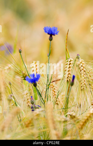 Schaltfläche "Bachelor's", Zusammenarbeit, Kornblume (Centaurea Cyanus), in ein Gerstenfeld, Deutschland, Schleswig-Holstein Stockfoto