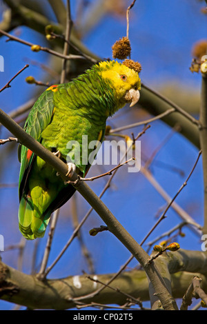 unter der Leitung von gelb Amazon (Amazona Oratrix), auf einem Ast, Deutschland Stockfoto