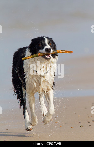 Border Collie (Canis Lupus F. Familiaris), ausgeführt mit einem hölzernen Stock im Mund auf sandigen Strand, Dänemark, Midtjylland, Jylland Stockfoto