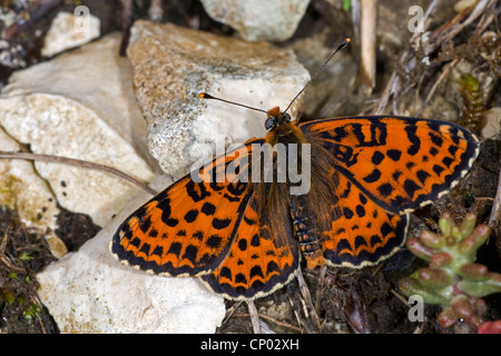 Gefleckte Fritillary (Melitaea Didyma), sitzen auf dem Boden, Deutschland Stockfoto