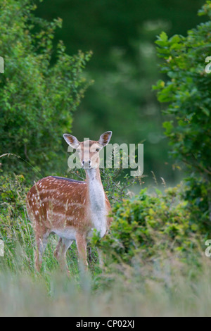 Damhirsch (Dama Dama, Cervus Dama), Weiblich neben einem Busch, Deutschland, Schleswig-Holstein Stockfoto