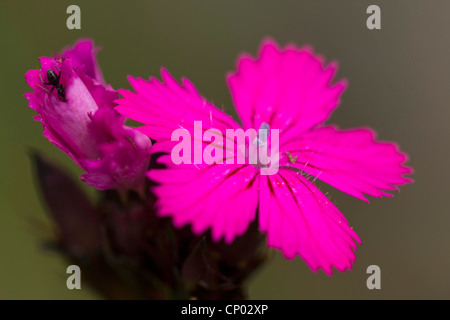 Kartäuser rosa, Clusterhead Rosa (Dianthus Carthusianorum), Blume, Deutschland Stockfoto