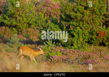 Reh (Capreolus Capreolus), buck in einer Heide, Dänemark, Midtjylland, Jylland Stockfoto