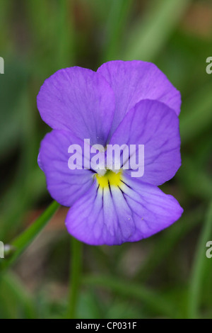 Schweizer Veilchen (Viola Calcarata), Blume, Schweiz, Wallis, Riederalp Stockfoto