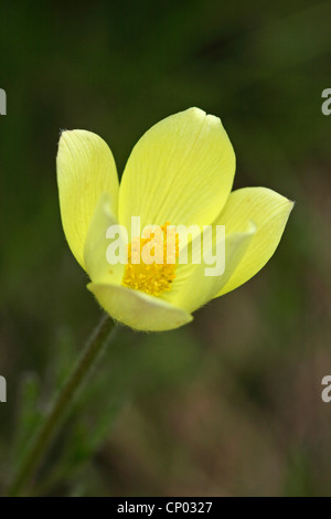 Alpine Anemone (Pulsatilla Alpina), Blume, Schweiz, Wallis Stockfoto