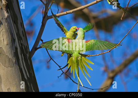 Alexandrine Sittich (Eupatria geflohen), weibliche Streit mit Rose-beringt Sittich, geflohen waren, für eine Baumhöhle, Deutschland, Hessen Stockfoto