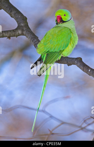 Rose-beringt Sittich (geflohen waren), Männchen auf einem Ast, Deutschland, Hessen Stockfoto