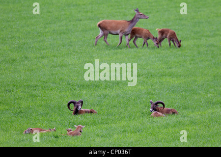 Mufflon (Ovis Musimon, Ovis Gmelini Musimon, Ovis Orientalis Musimon), Schafe und Lämmer auf einer Wiese, Deutschland, Schleswig-Holstein Stockfoto