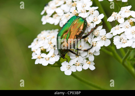 Rose Chafer (Cetonia Aurata), sitzen auf Schafgarbe, Deutschland Stockfoto