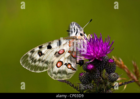 Apollo (schon Apollo), sitzen auf einer Distel Blume, Deutschland Stockfoto