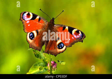 Pfau Motte, Pfau (Inachis Io, Nymphalis Io), sitzen auf einer Pflanze, Deutschland Stockfoto