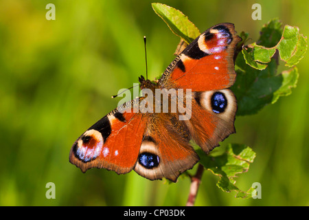 Pfau Motte, Pfau (Inachis Io, Nymphalis Io), sitzen auf einer Pflanze, Deutschland Stockfoto