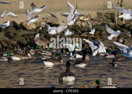 Stockente (Anas Platyrhynchos), Stockenten, Lachmöwen und Kanadagänse kämpfen für Essen am Rheinufer, Deutschland, Biebricher Hafen, Wiesbaden Stockfoto