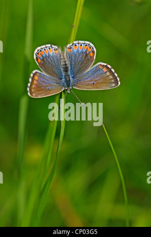 Adonis blue (Polyommatus Bellargus, Lysandra Bellargus), Weiblich, Deutschland, Baden-Württemberg Stockfoto