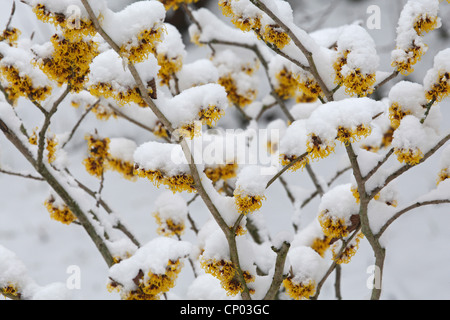 Zaubernuss (Hamamelis spec.), blüht mit Schnee Stockfoto