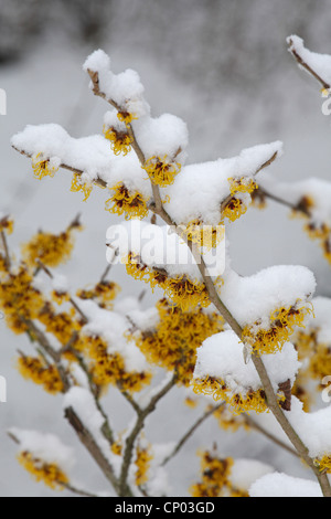 Zaubernuss (Hamamelis spec.), blüht mit Schnee Stockfoto