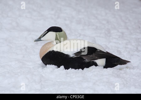 Gemeinsamen Eiderenten (Somateria Mollissima), männliche liegen im Schnee, Deutschland Stockfoto