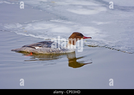 Gänsesäger (Mergus Prototyp), schwimmen auf einem halb vereisten See, Federsee, Bad Buchau Stockfoto