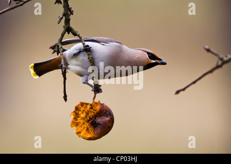 Böhmische Seidenschwanz (Bombycilla Garrulus), hängen an einen Apfel Baum Zweig Hülseneinführung eine überreife Frucht Stockfoto