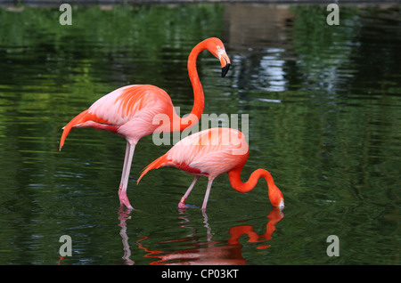 Chilenische Flamingo (Phoenicopterus Chilensis), stehen im flachen Wasser auf das Futter Stockfoto