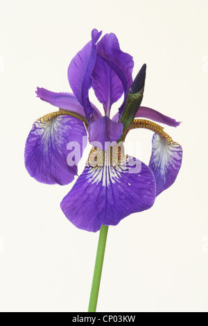 Sibirische Schwertlilie (Iris Sibirica), Blume, Freisteller, Deutschland Stockfoto