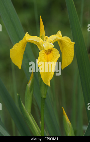 gelbe Iris, gelbe Flagge (Iris Pseudacorus), Blumen und Knospen, Deutschland Stockfoto