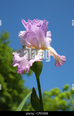 Garten Iris, Deutsche Schwertlilie, Bartiris, Fleur, Flagge (Iris Germanica), Blume Stockfoto