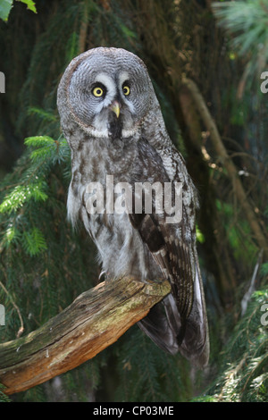 Bartkauz (Strix Nebulosa), auf einem Ast Stockfoto