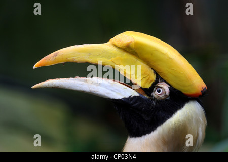 Große indische Hornbill, Rhinoceros Hornbill (Buceros Bicornis) aufrufen Stockfoto