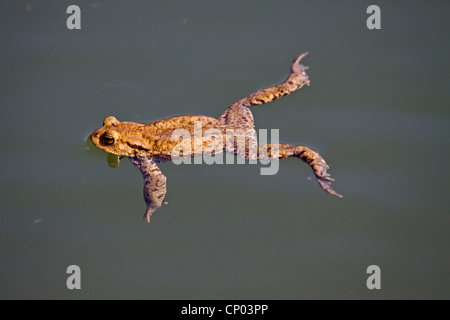 Europäischen gemeinsamen Kröte (Bufo Bufo), einzelnes Männchen schwimmen auf einer Wasseroberfläche, Deutschland Stockfoto