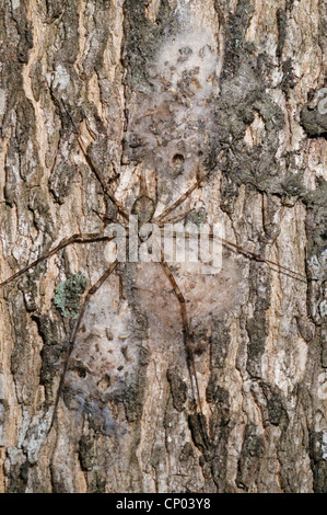 Zwei-tailed Spider (Hersilia Caudata) weibliche sitzt auf ihr Ei Sacs, getarnt mit Stückchen Rinde, an einem Baumstamm. Uganda Stockfoto