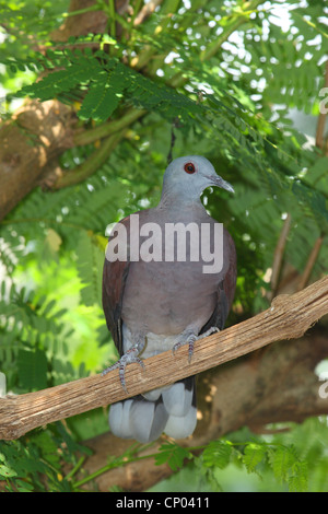 Madagaskar-Turteltaube (Streptopelia Picturata), auf einem Ast, Madagaskar Stockfoto