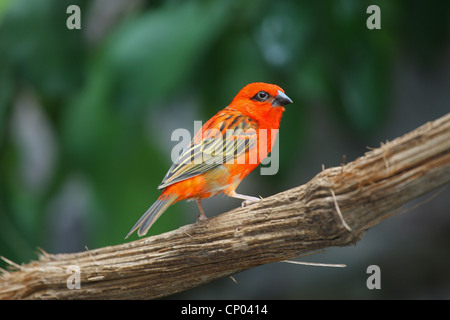 Madagassische rote Fody (Foudia Madagascariensis), sitzt auf einem Ast, Madagaskar Stockfoto