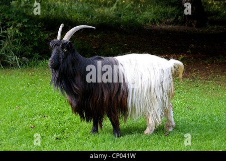 Hausziege (Capra Hircus, Capra Aegagrus F. Hircus) Valais Blackneck, 1 Stockfoto