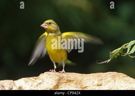 westlichen Grünfink (Zuchtjahr Chloris), Landung auf einem Felsen, Deutschland Stockfoto