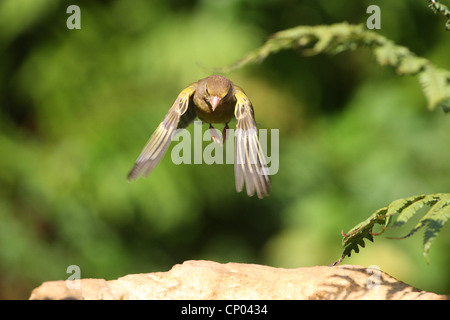 westlichen Grünfink (Zuchtjahr Chloris), fliegen Stockfoto