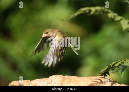 westlichen Grünfink (Zuchtjahr Chloris), fliegen Stockfoto