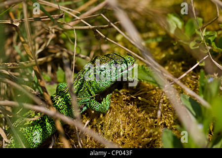 Zauneidechse (Lacerta Agilis), männliche auf ein Büschel Moos umgeben von Rasen Halme, Deutschland, Baden-Württemberg Stockfoto