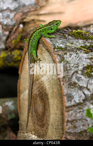 Zauneidechse (Lacerta Agilis), männliche klettern Sie ein Ende eines Protokolls Stockfoto