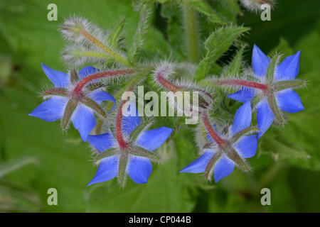 gemeinsamen Borretsch (Borrango Officinalis), Blumen Stockfoto