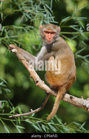 Rhesus-Affen, Rhesus Macacque (Macaca Mulatta), sitzt auf einem Ast, Indien Stockfoto