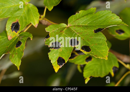 Ahorn Tarspot (Rhytisma Acerinum), Pflanzen Pathogen auf Acer Pseudoplatanus, Deutschland Stockfoto