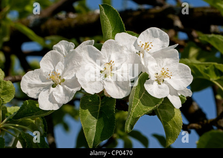 Apfelbaum (Malus Domestica), blühenden Zweig, Deutschland Stockfoto