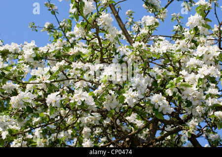 Apfelbaum (Malus Domestica), blühenden Baum, Deutschland Stockfoto