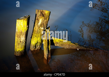 Verfallene Holzstücke ragen aus dem See am Lymm-Damm, Cheshire, an einem sonnigen Abend Stockfoto