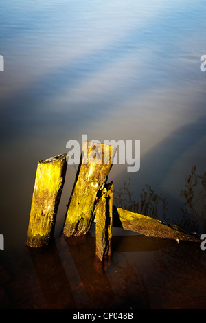 Verfallene Holzstücke ragen aus dem See am Lymm-Damm, Cheshire, an einem sonnigen Abend Stockfoto