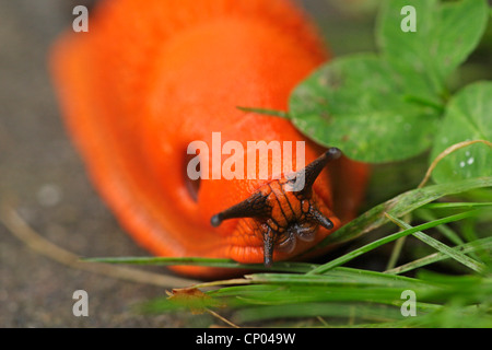 große rote Nacktschnecke, größere rote Nacktschnecke, Schokolade Arion (Arion Rufus), frontalen Portrait auf Steinboden zwischen Rasen Halme, Deutschland, Baden-Württemberg Stockfoto