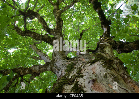 Bergahorn, große Ahorn (Acer Pseudoplatanus), Blick von unten in die Krone, Deutschland Stockfoto