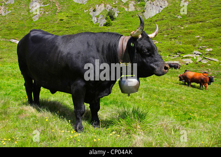 Hausrind (Bos Primigenius F. Taurus), Kuh auf der Alm, Schweiz, Wallis Stockfoto